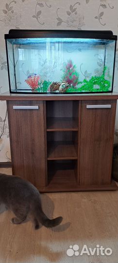 Аквариум с тумбой бу 100 литров