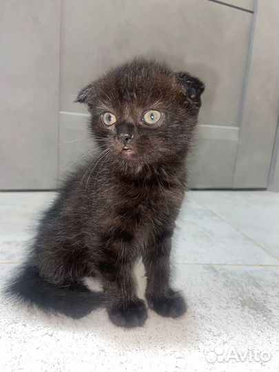 Шотландские котята