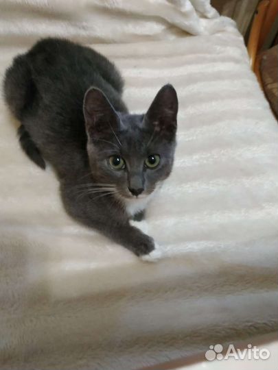 Прекрасная девочка котёнок ищет дом