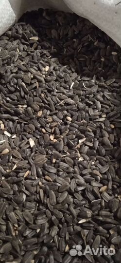 Семечки подсолнечника. Урожай 2022 года