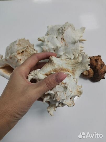 Большая морская раковина