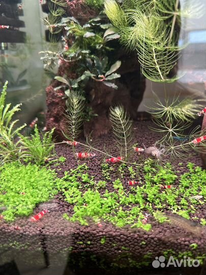 Аквариумные креветки Кристалл, растения