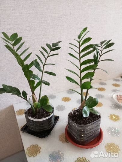 Замиокулькас