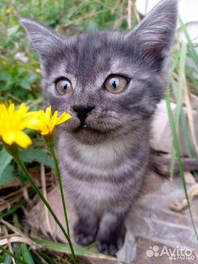 Котенок мальчик бесплатно