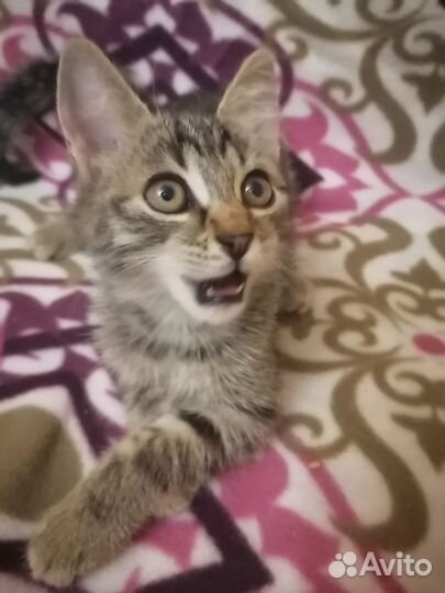 Котенок бесплатно в добрые ручки