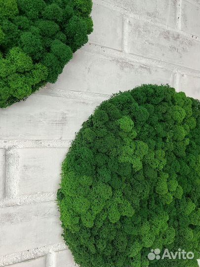 Панели из стабилизированного мха