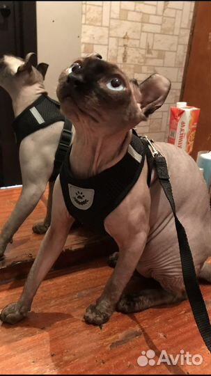 Шлейка для кошки