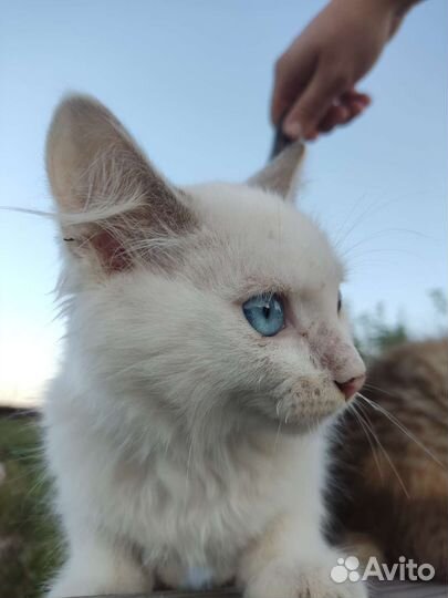 Кошка в дар