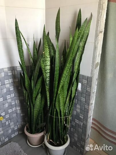 Сансевиерия зейланика 160 см