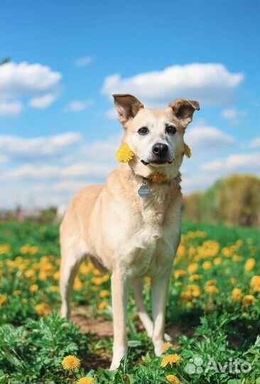 Ищу дом собаке