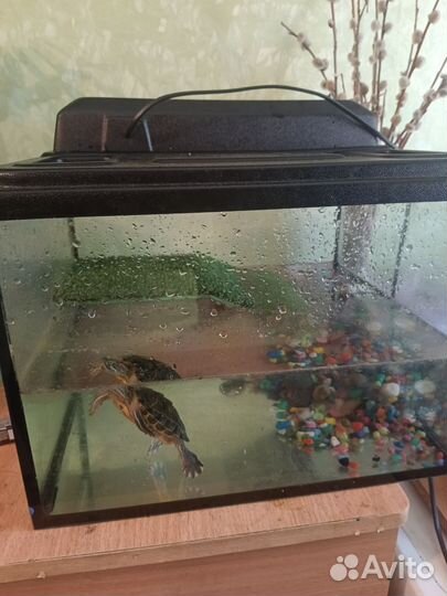 Аквариум с краснухой черепахой