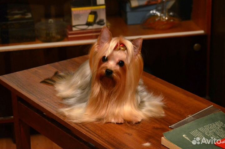 Стрижка собак и кошек с выездом на дом