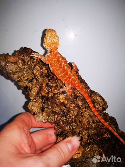 Красные бородатые агамы, рэд, малыши