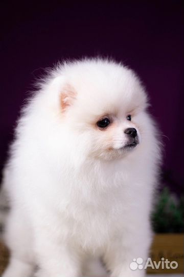 Шпиц бело крем