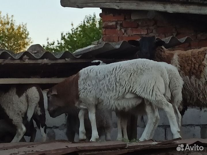 Ягнëнок на племя из двойни, папа дорпер 70%мама 50