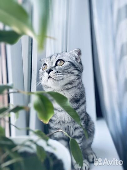Шотландский кот вязка
