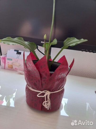 Дримиопсис