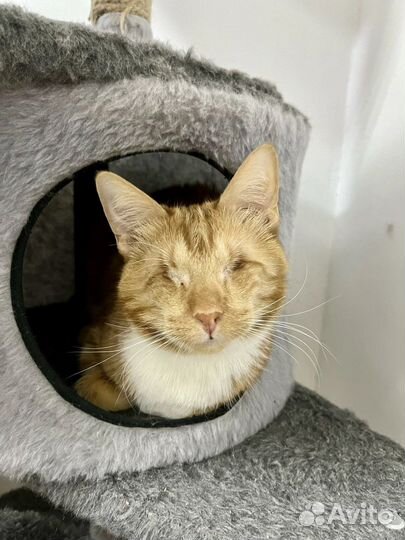 Слепой котик Кеша ищет дом