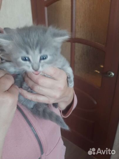 Кошка в дар бесплатно