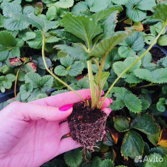 Саженцы ремонтантной клубники