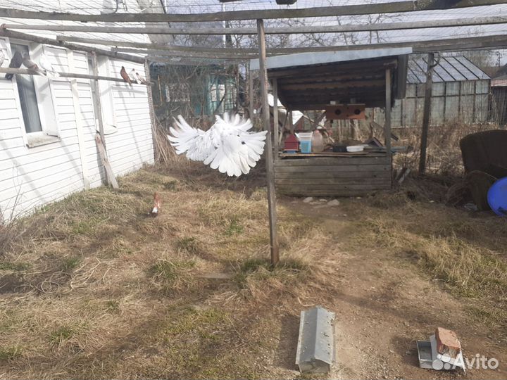 Николаевские декоративные голуби