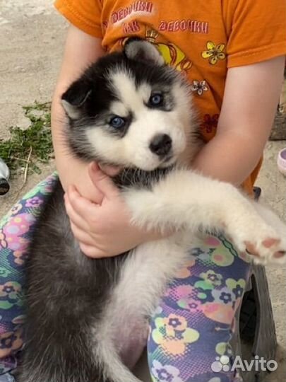 Щенки сибирской хаски мальчик