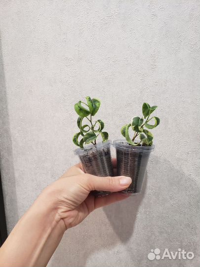 Комнатные цветы