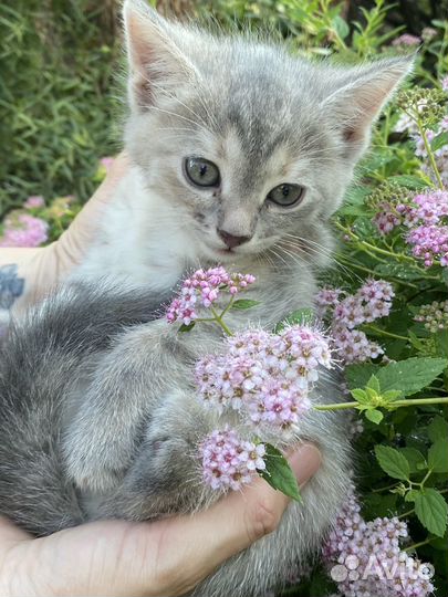 Маленькое чудо в добрые ручки