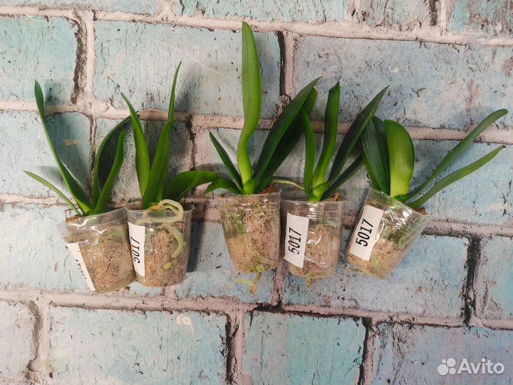 Орхидея бабочка Pink Beauty