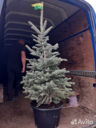 Голубая ель продажа 50-150 см