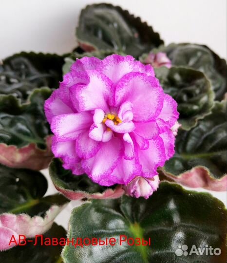 Детки сортовых фиалок