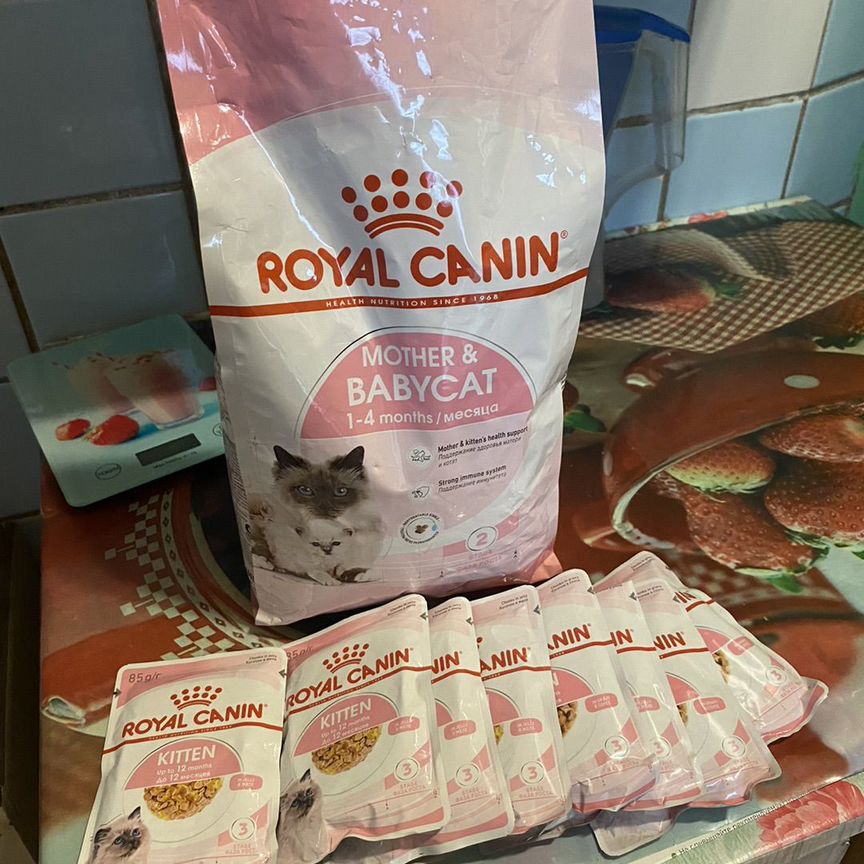 Royal canin для котят