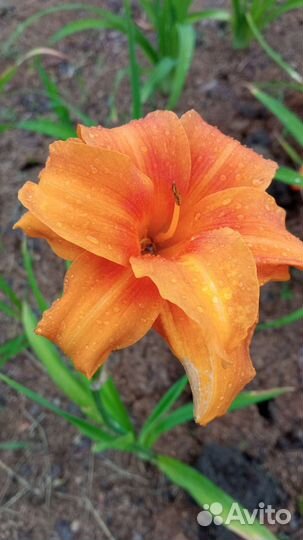 Агапантус, лилейники