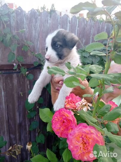 Вислоухая девочка