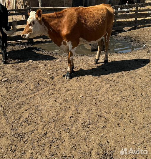 Корова стельная