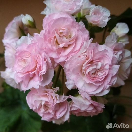 Сортовые пеларгонии