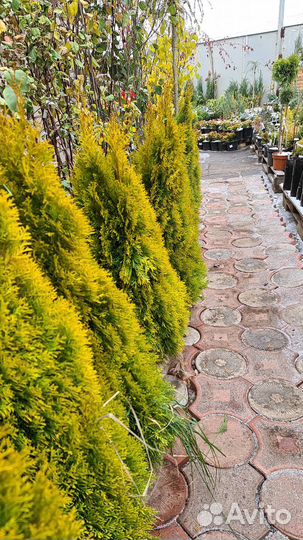 Туя Голден Смарагд