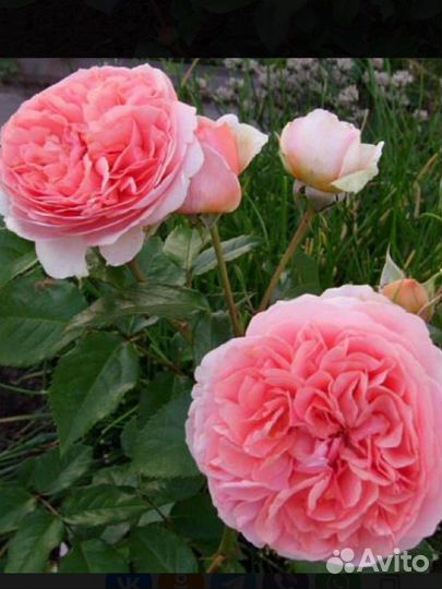 Роза саженец - 9 сортов