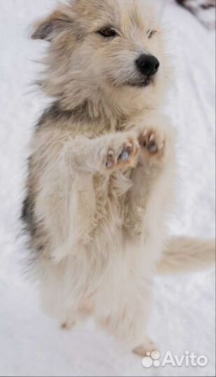 Собака в добрые руки