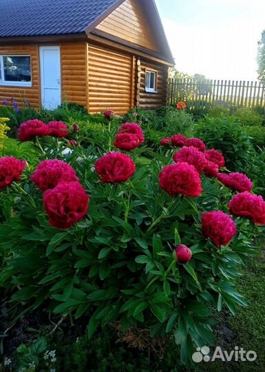 Деленки сортовых пионов