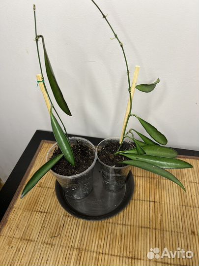 Цветы Хойя 2