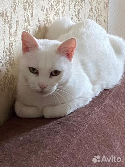 Белая кошка, сирота