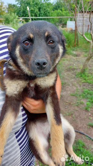 Собака 8 месяцев