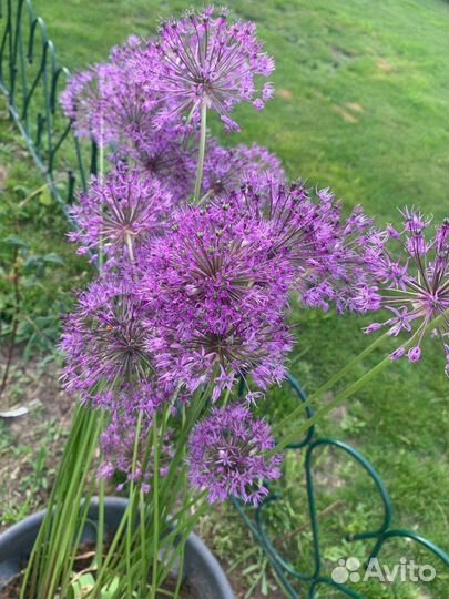 Многолетние садовые растения. Цены от 150 до