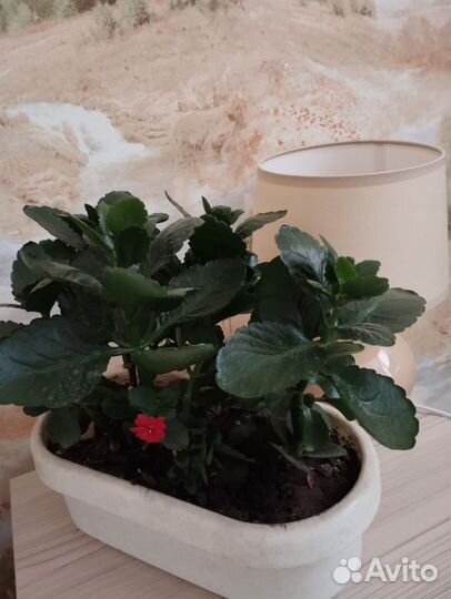 Каланхоэ цветущий