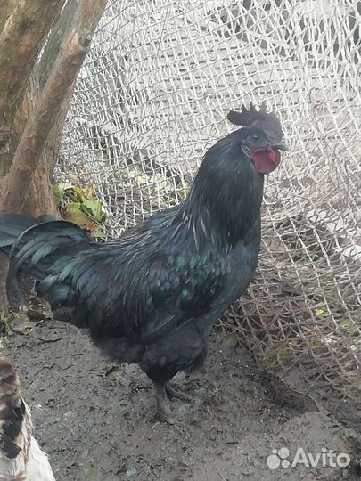 Петухи Брама,Маран,Фавероль,Ухейилюй