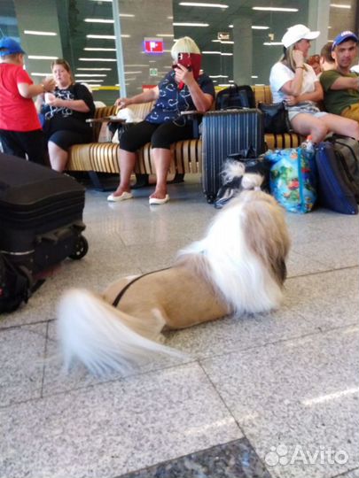 Собака в добрые руки