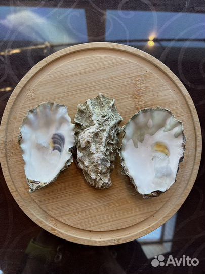 Раковины устриц рифленая