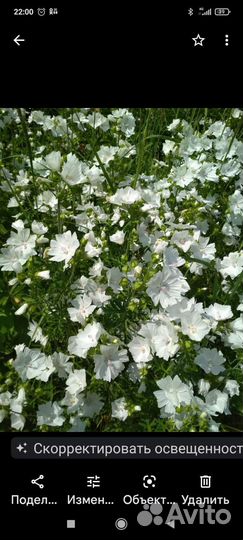 Невеста садовая