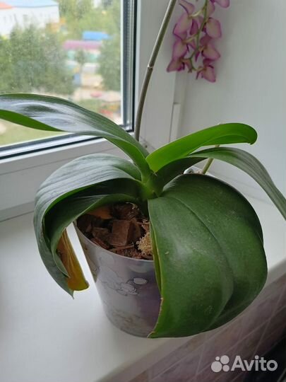 Орхидея фаленопсис трилипс